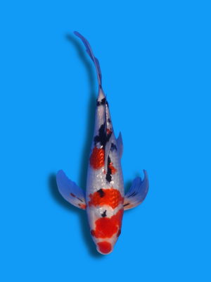 Butterfly Kuchibeni Ginrin Showa | Koi&Co.